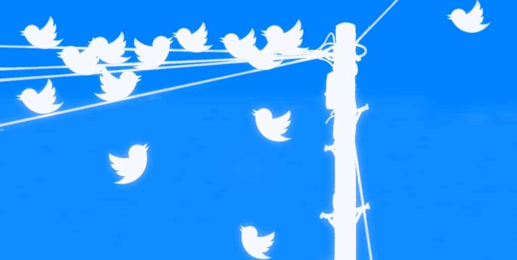 טוויטרים ליד עמוד חשמל