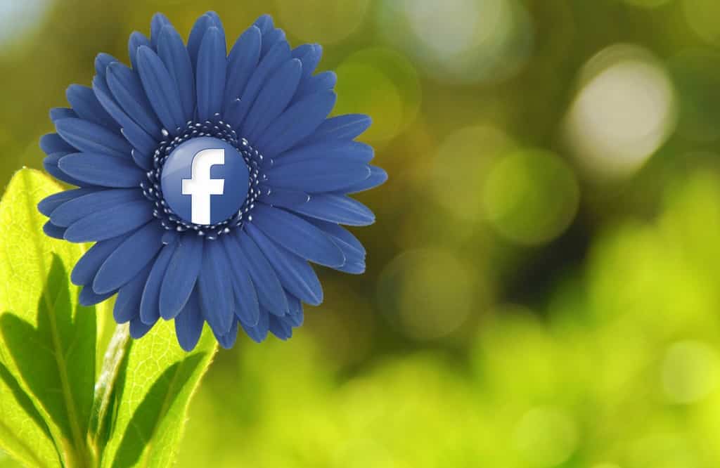 פרח פייסבוק