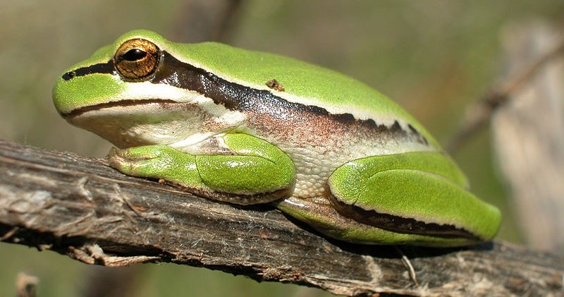אילנית - Middle East tree frog