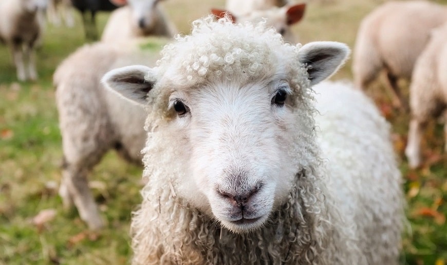 כבשים באירלנד