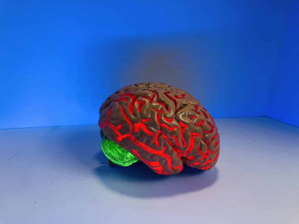 מודל של מוח
